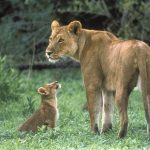 27-02-17-baby-lion-pictu-res9527