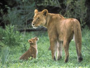 27-02-17-baby-lion-pictu-res9527