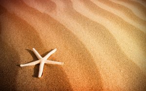 27-02-17-beach-sand-starfish11847