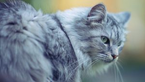 27-02-17-beautiful-cat-close-up-photo13424