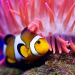 27-02-17-beautiful-clown-fish13811