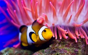 27-02-17-beautiful-clown-fish13811