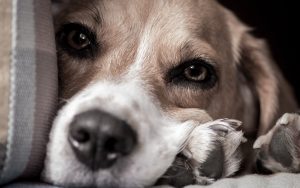 27-02-17-beautiful-dogs10081