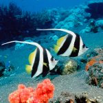 27-02-17-beautiful-fish-wallpaper4732