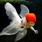 27-02-17-beautiful-goldfish-pictures13363