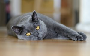 27-02-17-beautiful-gray-cat-photo12984