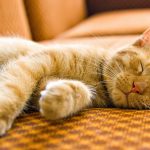 27-02-17-beautiful-sleeping-cat-wallpaper4793