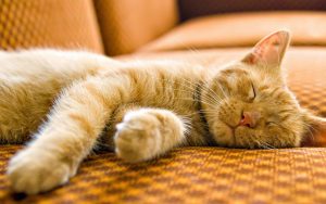 27-02-17-beautiful-sleeping-cat-wallpaper4793