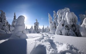 Trees covered with snow, Lapland, Finland