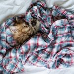 27-02-17-bed-shirt-kitten-cat11401