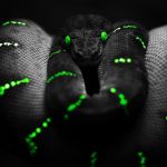 27-02-17-black-snake-background-wallpaper10405