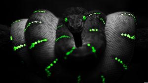 27-02-17-black-snake-background-wallpaper10405