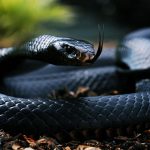 27-02-17-black-snake-wallpaper9515