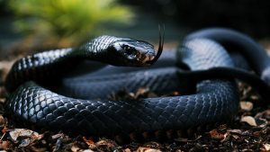 27-02-17-black-snake-wallpaper9515