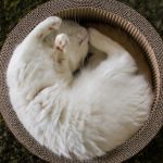 27-02-17-cat-basket-sleep14872