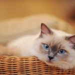 27-02-17-cat-basket15442