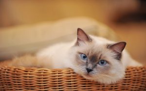 27-02-17-cat-basket15442