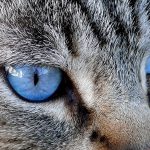 27-02-17-cat-blue-eyes11007