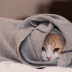 27-02-17-cat-clothes-hidden-photo16690