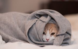 27-02-17-cat-clothes-hidden-photo16690