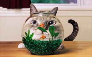 27-02-17-cat-goldfish-aquarium15092