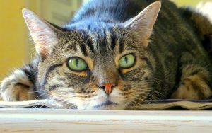 27-02-17-cat-green-eyes-hd11750