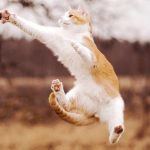 27-02-17-cat-jump-catch16037