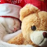 27-02-17-cat-sleeping-with-teddy-bear11270