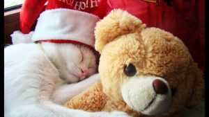 27-02-17-cat-sleeping-with-teddy-bear11270