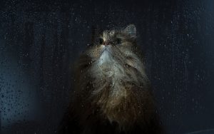 27-02-17-cat-wet-window10522