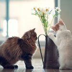 27-02-17-cats-kittens-vase-flowers-photo11491