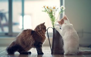 27-02-17-cats-kittens-vase-flowers-photo11491