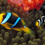 27-02-17-clown-fish-picture12821