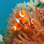 27-02-17-clown-fish-picture17999