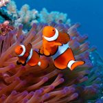 27-02-17-clown-fish-wallpaper11703