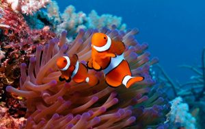 27-02-17-clown-fish-wallpaper11703