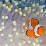 27-02-17-clown-fish-wallpaper12309