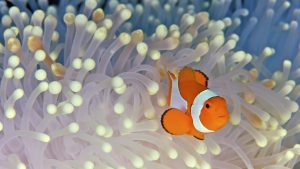 27-02-17-clown-fish-wallpaper12309