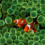 27-02-17-clown-fish-wallpaper17267