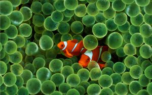 27-02-17-clown-fish-wallpaper17267