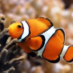 27-02-17-clown-fish13232