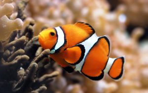 27-02-17-clown-fish13232