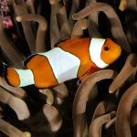 27-02-17-clown-fish16092