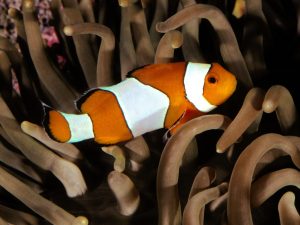 27-02-17-clown-fish16092