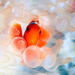 27-02-17-clownfish-114882