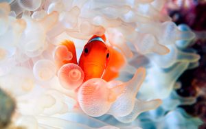 27-02-17-clownfish-114882