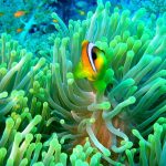 27-02-17-clownfish-and-anemone11721