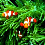 27-02-17-clownfish-family13616