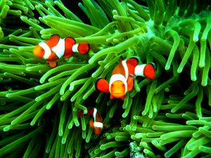 27-02-17-clownfish-family13616