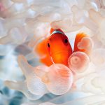 27-02-17-clownfish-in-anemone13439